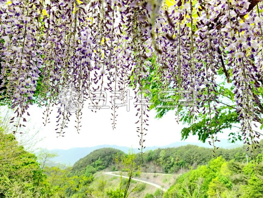 배경,풍경,꽃,등나무,길,landscape,flower