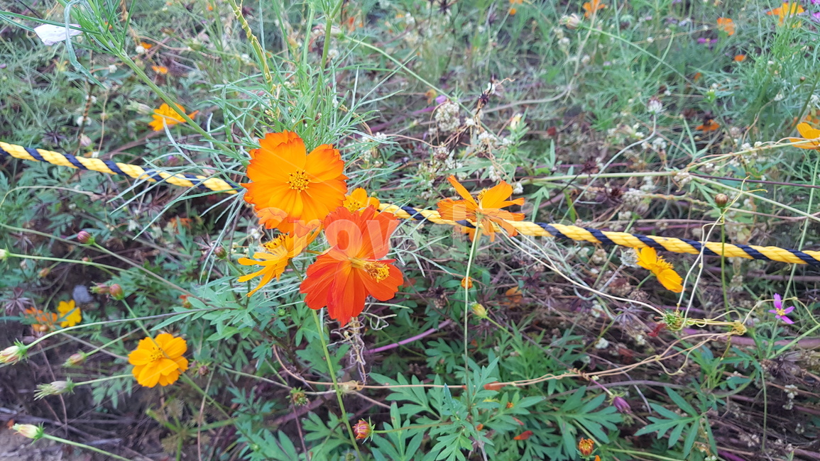 plant,식물,꽃,flower,노란꽃,yellow