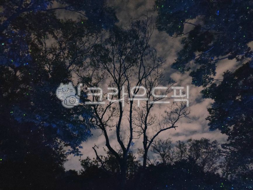 night,밤하늘,야경,밤,자연,나무,tree,nightview,풍경