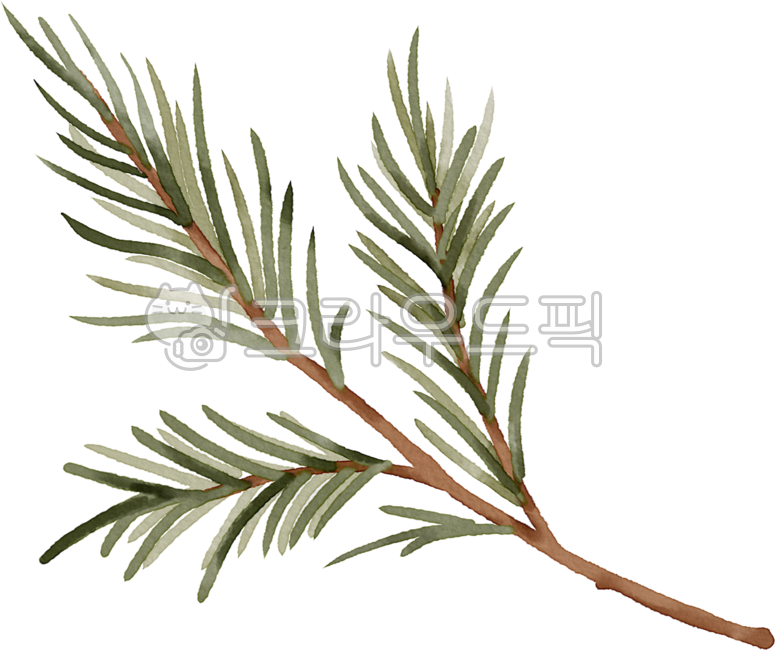 pine tree,Decorating a diary,hand drawing,christmas decoration,Element,png,pine needles,leaf,branch,christmas,fir,Dakku,watercolor,painting,drawing,illustration,Watercolor,graphic,design source