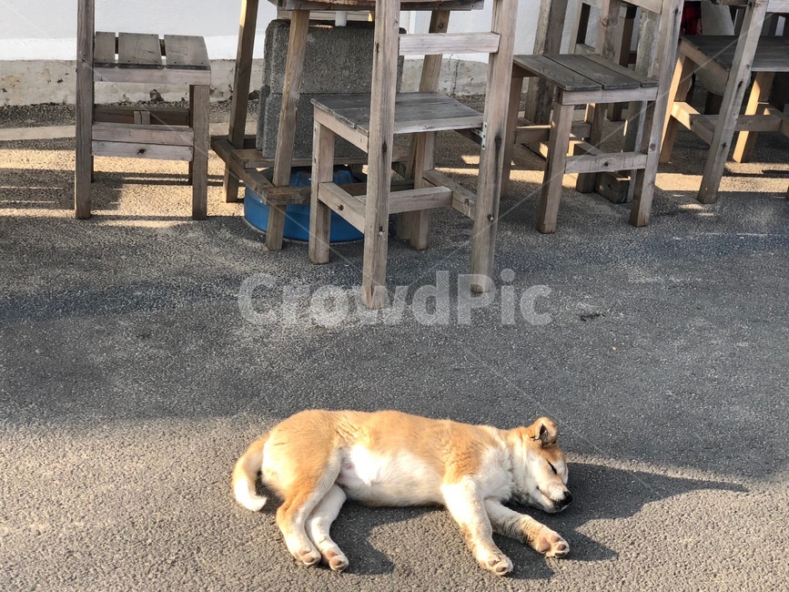 강아지,animal,pet,의자,동물,동물,animal,포유류,mammal,개,강아지,dog,doggy