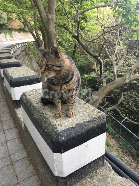 고양이,도도,시크,옆모습,자연배경,길,고양이옆모습,두앞발,애완동물,동물,animal,포유류,mammal,고양이,cat,kitten,kitty