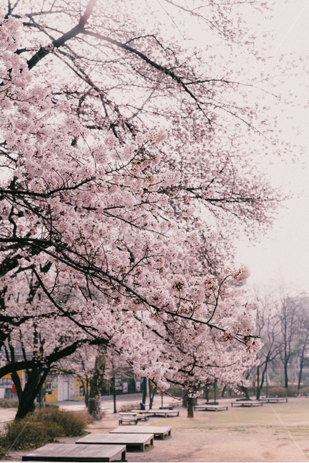 벚꽃,봄,나무,분홍,cherryblossom,봄,계절,spring,season,식물,자연,plants,nature,꽃,flower,plant