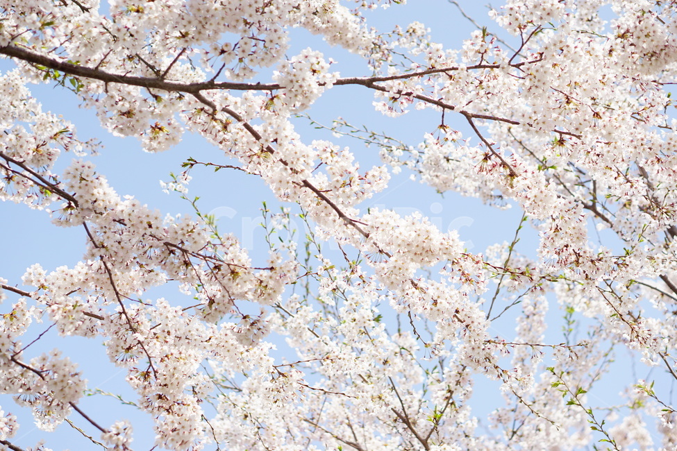벚꽃,하늘,파스텔톤,cherryblossom,봄,blossom,꽃,봄,계절,spring,season
