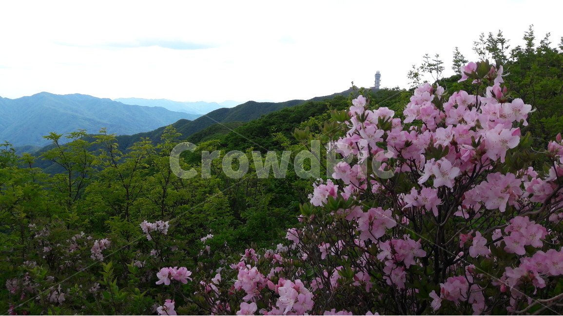 소백산,철쭉,철쭉축제,연화봉,강우레이더관측소,자연,풍경,nature,landscape,한국자연풍경,한국자연경관,korea nature landscape,식물,plants,꽃,flower,outdoors,옥외,plant