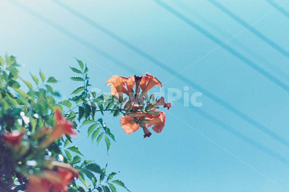 꽃,텅스텐,필름사진,필름감성,하늘,빈티지,필름카메라,filmcamera,vintage,flower,sky,식물,자연,plants,nature,꽃,flower