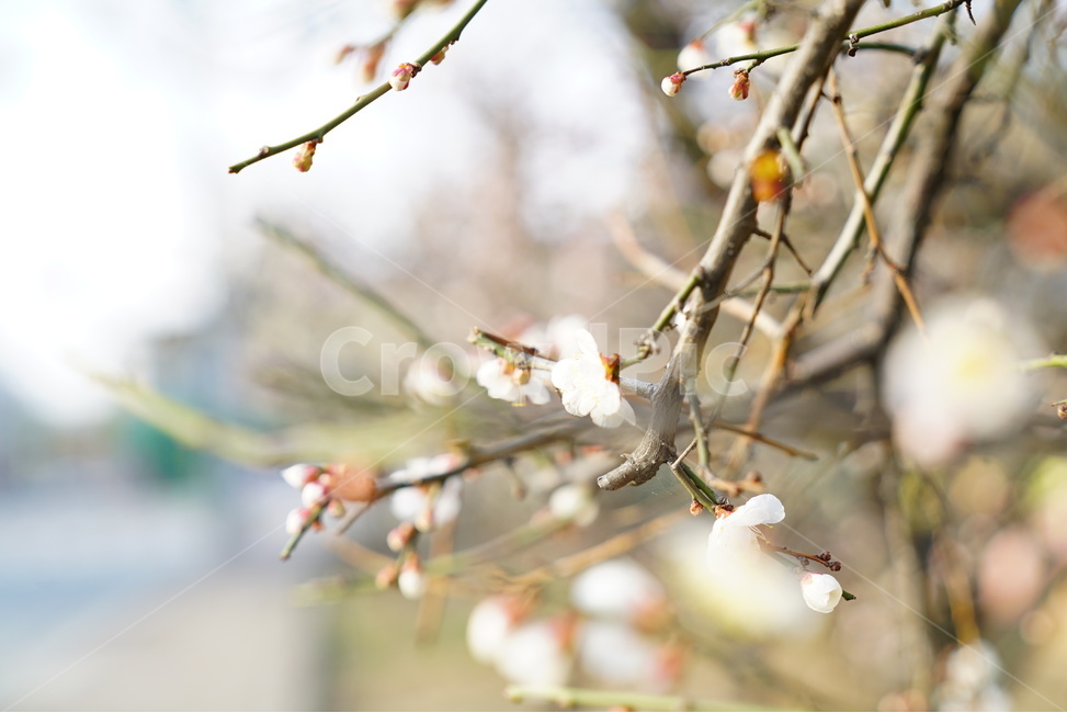 꽃,봄,벚꽃,클로즈업,꽃사진,봄,계절,spring,season,식물,자연,plants,nature,꽃,flower,plant