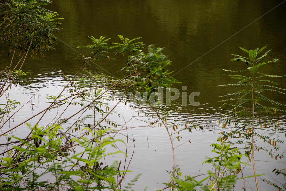 연못,풍경,청도,강,강물,자연,풍경,nature,landscape,water,물,outdoors,옥외