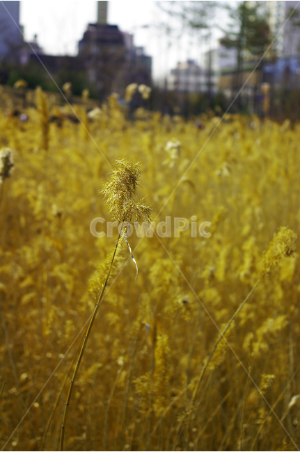 겨울,갈대,식물,빛,감성,겨울,계절,winter,season,식물,자연,plants,nature