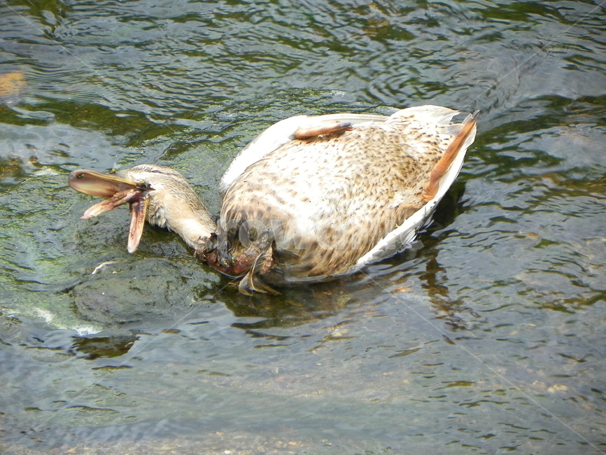 사체,죽음,오리,시신,생명,시체,kill,death,데쓰