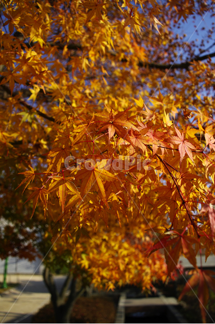 autumn,가을,나무,단풍,식물,가을,계절,fall,autumn,season,leaf,잎,plant,tree,maple