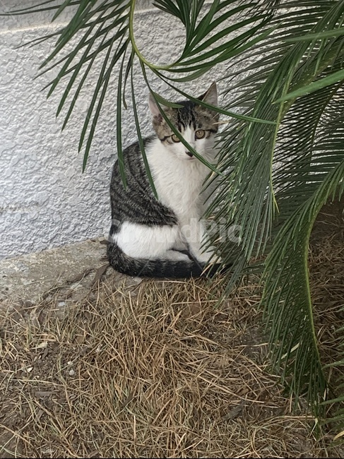 고양이,길고양이,동물,제주고양이,귀여운동물