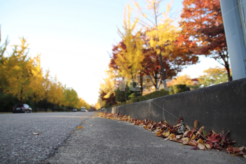 가을,낙엽,공원,나무,풍경,가을,계절,fall,autumn,season,asphalt,아스팔트