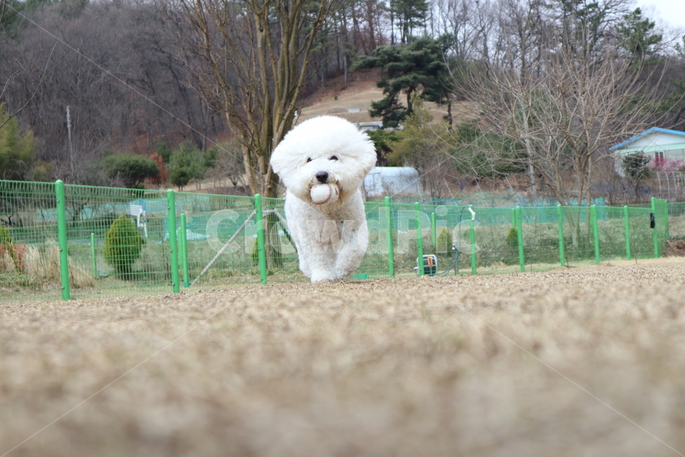 강아지,풍경,자연,공,운동장