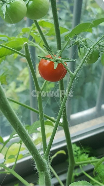 토마토,맛있는,키우기,집,베란다,식물,자연,plants,nature,실내용화초,화분,화초,house plant