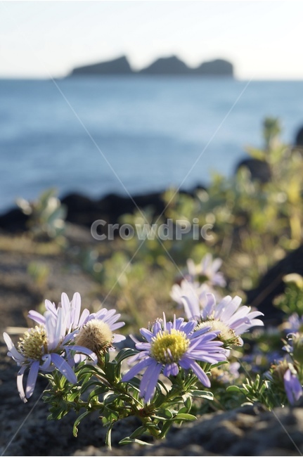 꽃,봄,바다,삶,풀,봄,계절,spring,season,식물,자연,plants,nature,꽃,flower,plant,daisy,데이지,daisies,blossom