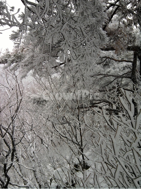 자연,설경,눈,산,나무