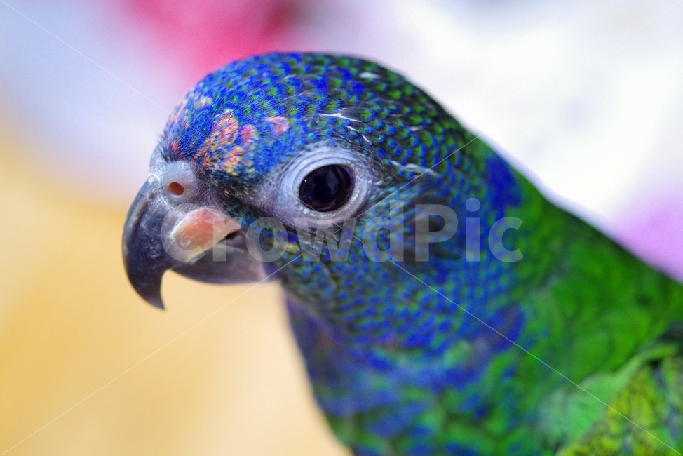 앵무새,동물,블루헤드피어니스,parrot,animal,동물,animal,조류,새,birds