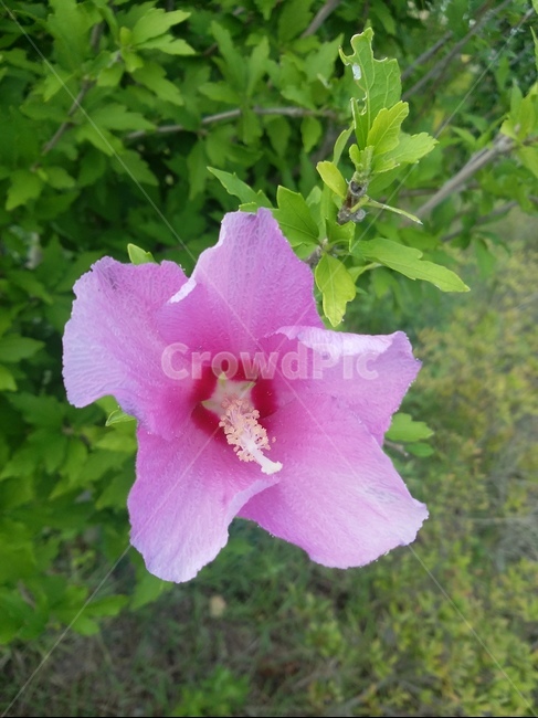plant,식물,flower,꽃,무궁화,geranium,제라늄,식물,자연,plants,nature,꽃,flower