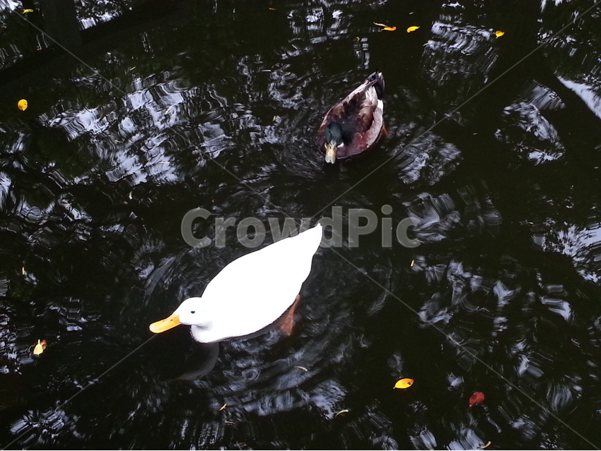 오리,동물,연못,정원,화원,청둥오리,수영,유영,duck,pond,동물,animal,조류,새,birds