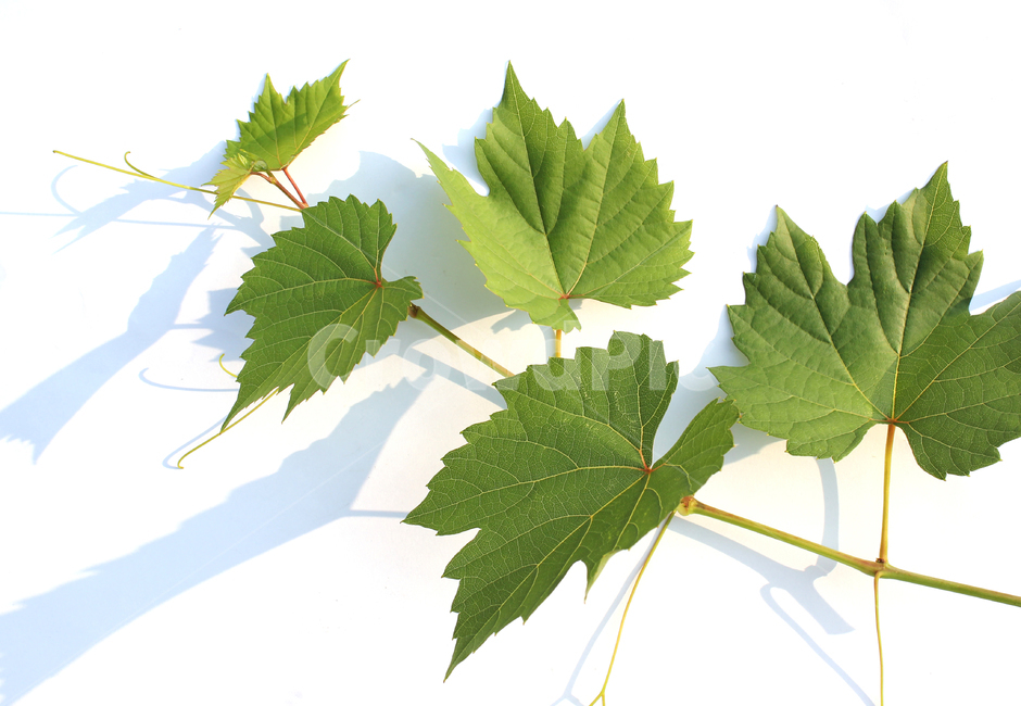 branch,closeup,detail,fresh,grape,grapeleaf,green,leaf,leaves,macro,natural,nature,plant,가지,나뭇가지,클로즈업,디테일,신선한,포도잎,포도줄기,줄기,잎,잎사귀,나뭇잎,그린,녹색,자연,식물,흰배경,식물,자연,plants,nature,누끼,remove background