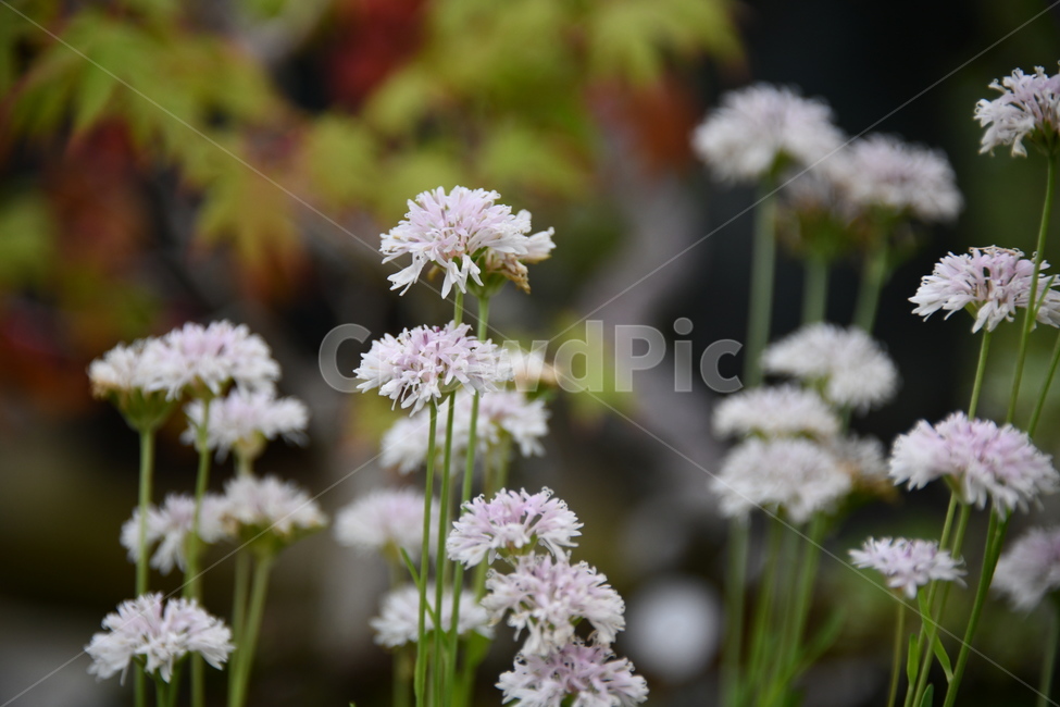 꽃,자연,식물,야생화,nature,flower,감성,feeling,배경,백그라운드