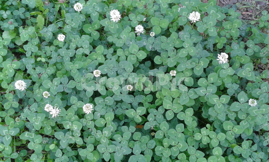 plant,식물,토끼풀,초록,green,세잎클로버,식물,자연,plants,nature