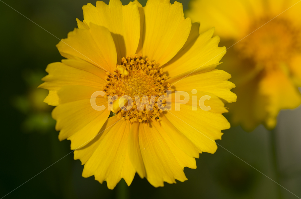 꽃,데이지,여름,노랑,옐로우,꽃잎,beauty,macro,closeup,접사,매크로,확대,petal,flower,daisy,yellow,여름꽃,summer,bloom,blossom,감성,자연,계절,클로즈업