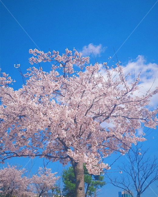 봄,벚꽃,꽃,spring,cherryblossoms