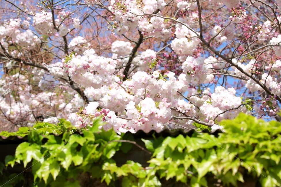 풍경,사진,식물,색감,구도,이미지,꽃,식물,자연,plants,nature,봄,계절,spring,season,꽃,flower,plant,blossom