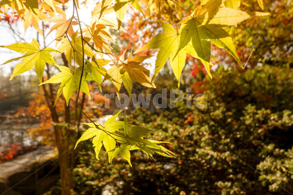 단풍,자연,칼라풀,주경,근접촬영,가을,풍경,잎,나무,가을,계절,fall,autumn,season,식물,자연,plants,nature,plant,leaf,tree,maple