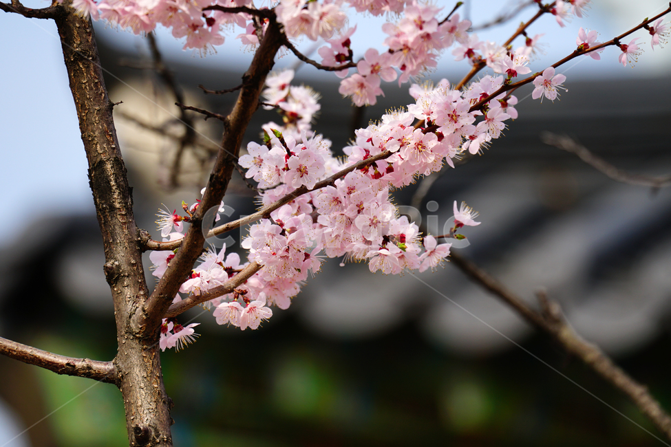 살구나무꽃,봄꽃,한국자연,꽃,꽃사진,플라워,flower,봄,spring,식물,plants,자연,nature,풍경,landscape,계절,season,snap,스냅,접사,macro,closeup,클로즈업,감성사진,감성,힐링,healing,느낌,feel,feeling,꽃밭,화단,나무,나뭇가지,tree,꽃봉오리,4월,April,살구나무,한옥,봄,계절,spring,season,식물,자연,plants,nature,꽃,flower,plant,blossom
