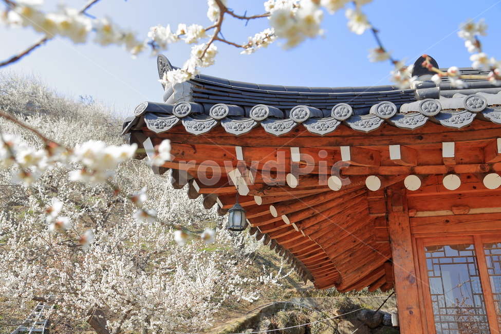광양,광양벚꽃축제,벚꽃,백벚꽃,벚꽃나무,봄,계절,spring,season,한국전통,한국문화,korean traditional,korean culture,건축물,건물외관,exterior,building,structure,architecture,construction