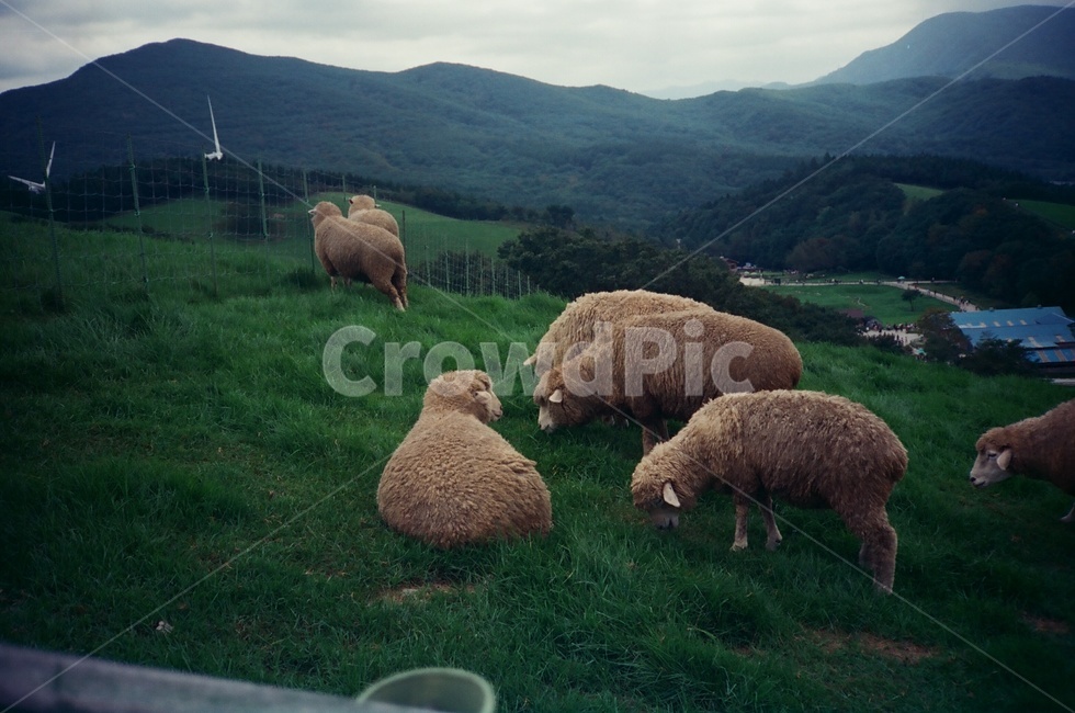 animal,동물,sheep,양,cattle,잔디,초록,빈티지,강릉시,양떼목장