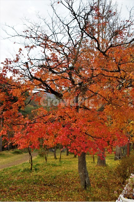 가을,단풍,낙엽,나무,풍경,계절,식물,숲속,단풍잎,단풍나무,초록색,노란색,붉은색,season,autumn,nature,fall,trees,green,red,yellow,자연풍경,감성,가을,계절,fall,autumn,season,식물,자연,plants,nature,나무,trees,wood,tree,plant,maple