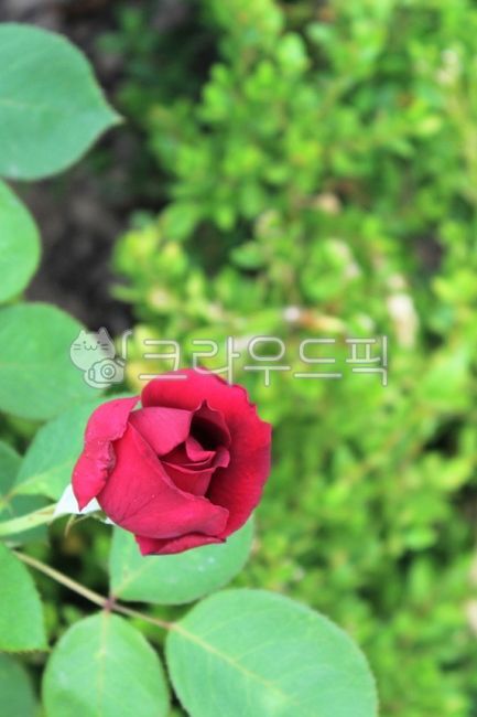 fancy,beauty,color,red rose,Rose,flower garden,summer,red,healing,beautiful,horticulture,leaves,rose Festival,plants,season,Emotion,elegant,rest,flowers,nature,kind,Color,leaf,One bunch,flower,Red,outdoor,outdoors,plant,rose,garden