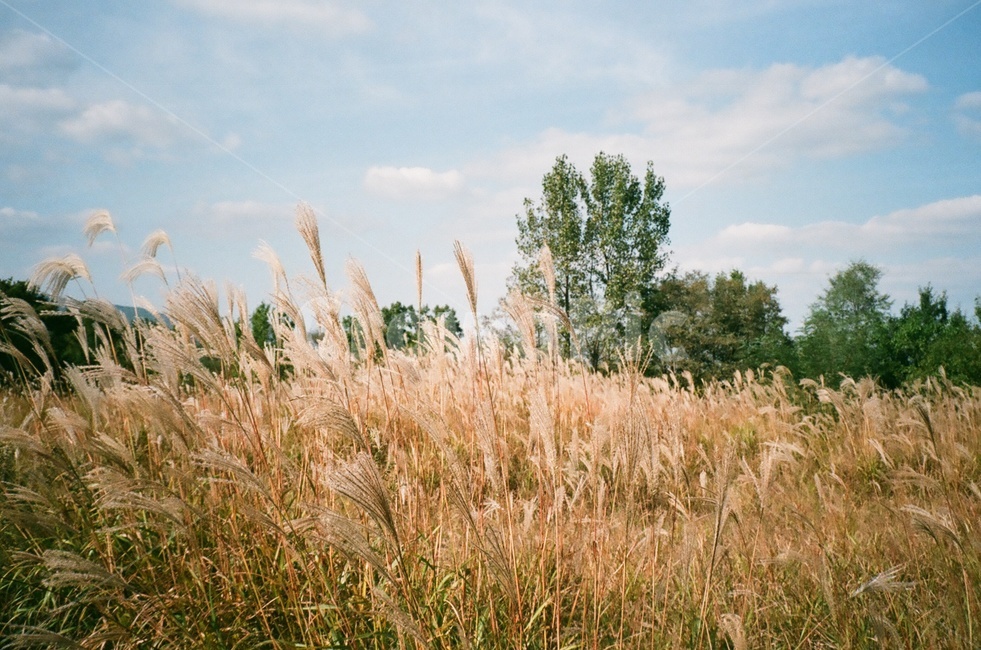 가을,갈대,하들,구름,필름사진,가을,계절,fall,autumn,season,자연,풍경,nature,landscape,plant,식물,grass,잔디,lawn