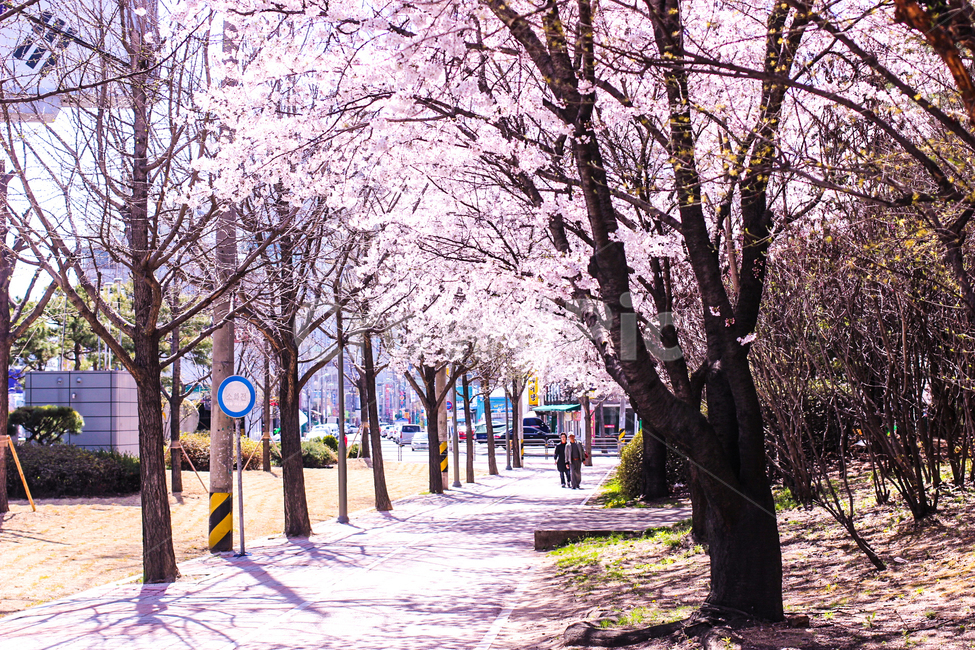 식물,plant,꽃길,벚꽃,봄,봄,계절,spring,season