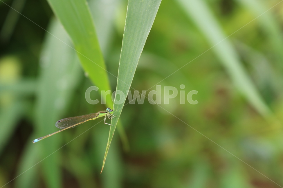 잠자리,실잠자리,풀,여름,곤충,동물,animal,곤충,벌레,insect,bug