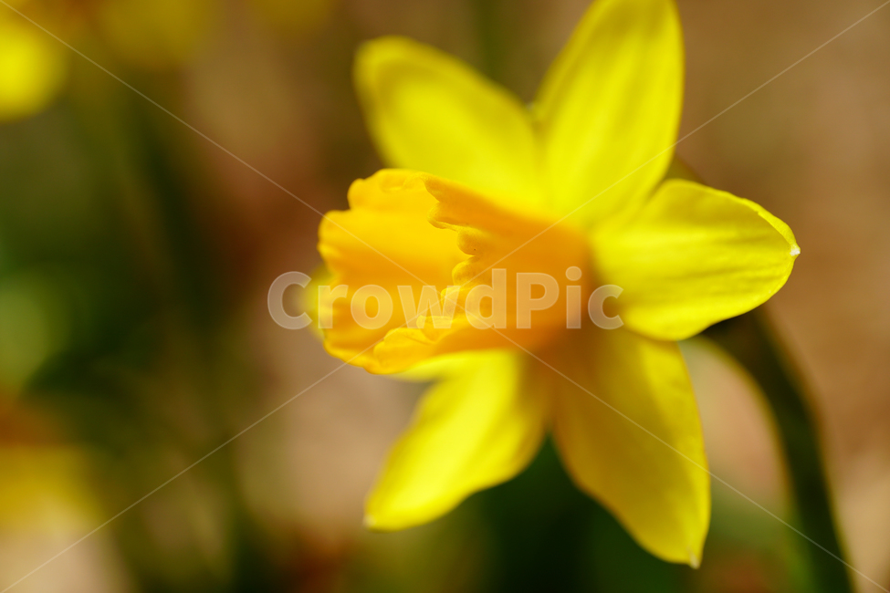수선화,한국자연,꽃,꽃사진,플라워,flower,봄,봄꽃,spring,식물,plants,자연,nature,풍경,landscape,계절,season,snap,스냅,접사,macro,closeup,클로즈업,감성사진,감성,힐링,healing,느낌,feel,feeling,꽃밭,화단,나무,나뭇가지,tree,꽃봉오리,4월,April,봄,계절,spring,season,식물,자연,plants,nature,꽃,flower,plant,blossom