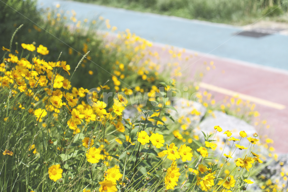flower,yellow,꽃,노란꽃,봄,spring,산책로