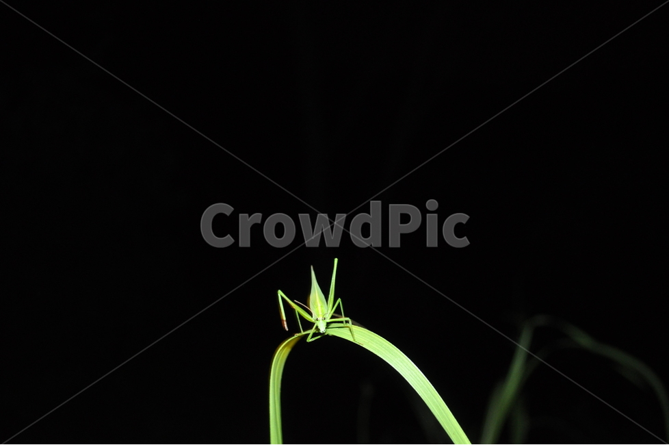 곤충,여치,관찰,감성사진,밤여치,동물,animal,곤충,벌레,insect,bug
