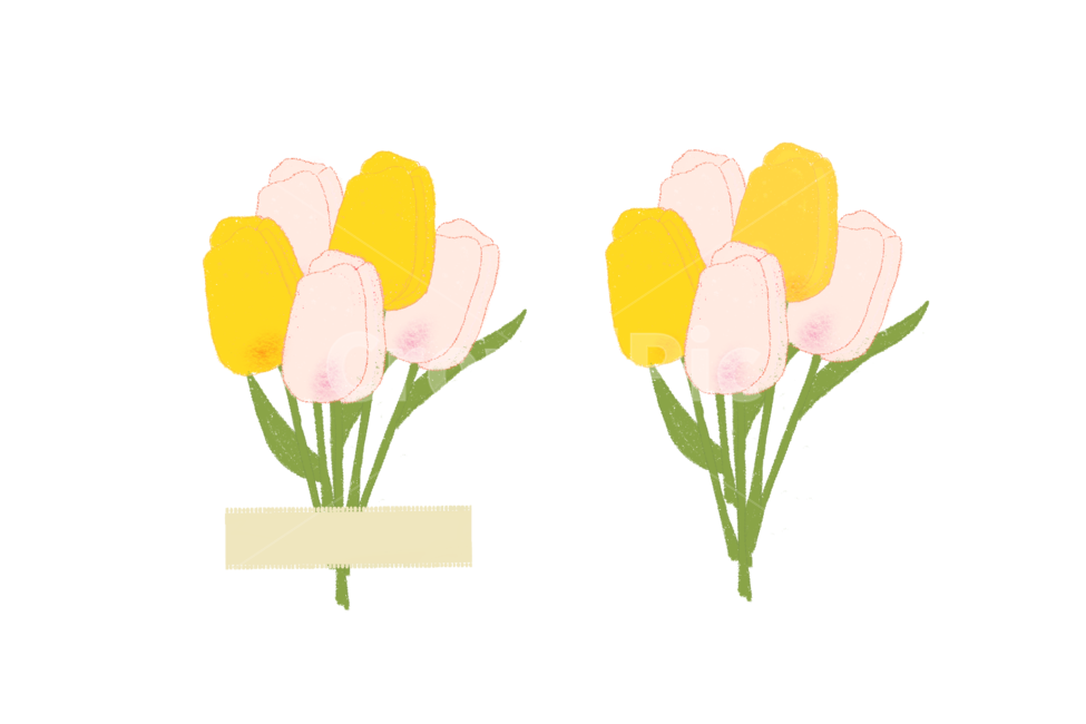 튤립,꽃,blossom,flower,plant,식물,누끼,removebackground