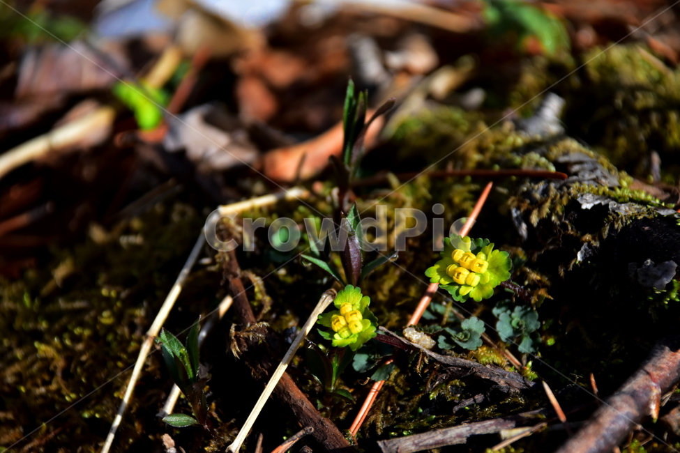 금괭이눈,야생화,봄,꽃,풀꽃,자연,식물,식생,plants,nature,spring,season,flower
