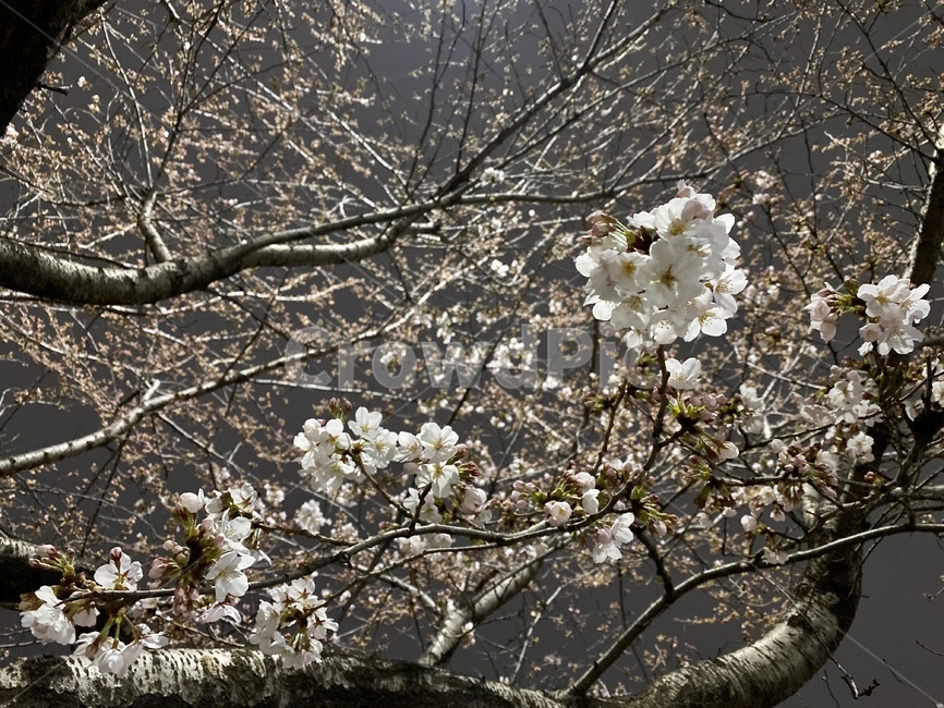 벚꽃,밤,꽃송이,봄,나무,꽃나무,하얀,백색,검정,plant,식물,night,flower,blossom,black,cherryblossoms,white,beautiful,nopeople