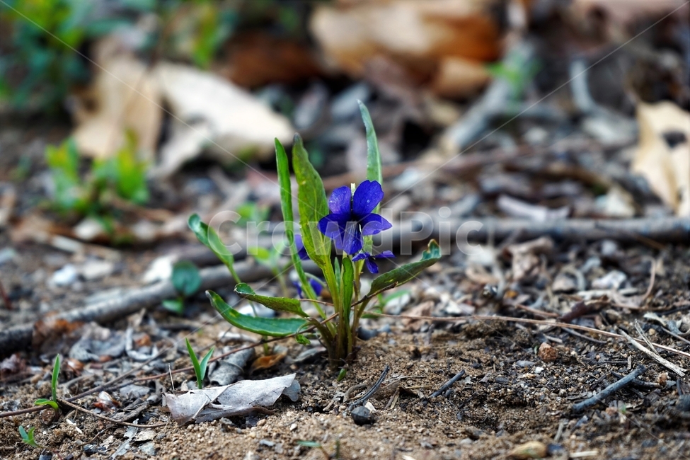 제비꽃,보라,봄,식물,계절,소박함,작은꽃,식물,자연,plants,nature,꽃,flower