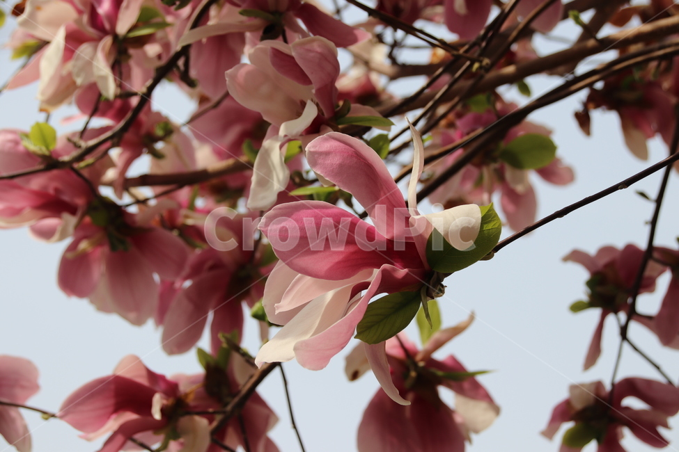 자목련,목련,목련꽃,꽃,자연,봄,계절,spring,season,식물,자연,plants,nature,꽃,flower,plant,blossom