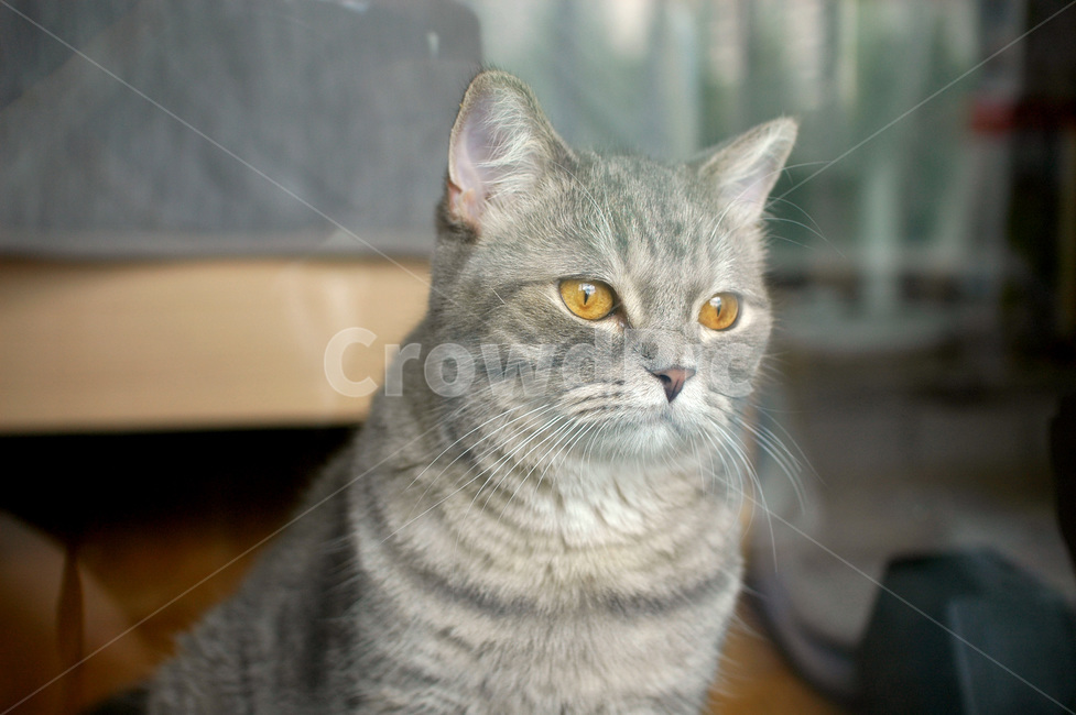 feline,mixed cat,gray cat,cute,kitty,kitten,mammal,cat,British Shorthair,animal,mammalia,pet,Scottish straight