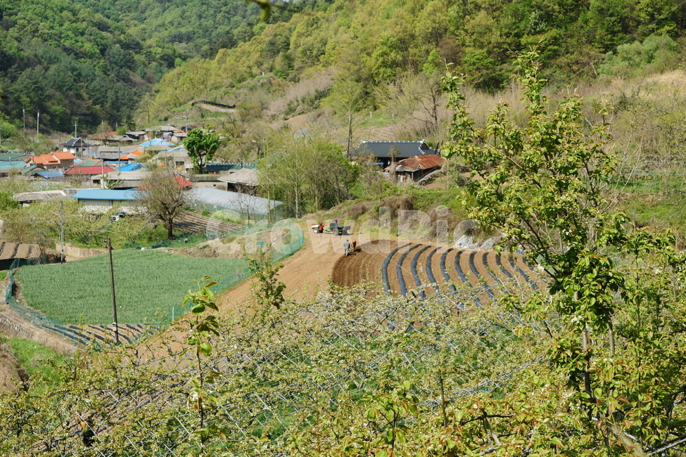 농촌,밭갈이,시골,풍경,봄,자연,풍경,nature,landscape,시골,마을,country,rural,town,mammal,포유류,tiger,호랑이,animal,동물,wildlife,야생 동물,outdoors,옥외,slope,경사