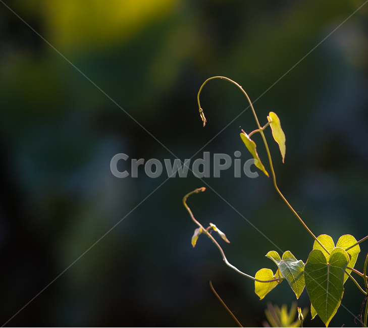 식물,넝쿨,줄기,새싹,감성,자연,들,식물,자연,plants,nature